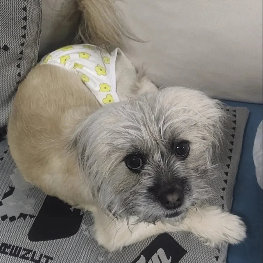 Reusable Female Pet Diaper Shorts for Small - ProPawPet.com