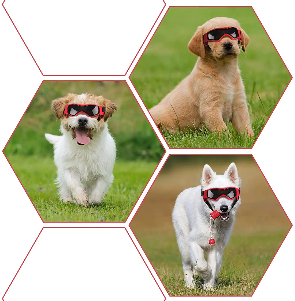 UV Protective Goggles for Dogs Cat - ProPawPet.com