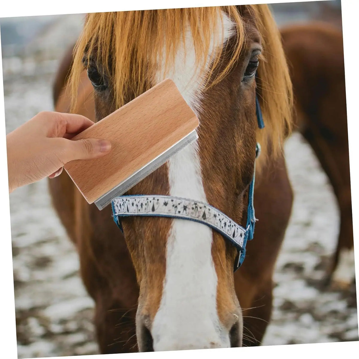 Wood Pet Grooming Brush Comb - Self Cleaning - ProPawPet.com