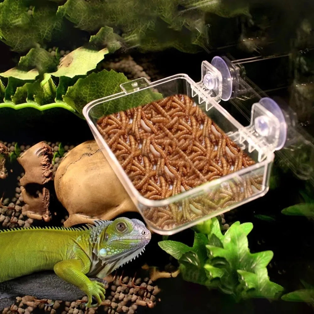 Anti-Escape Reptile Feeder Bowl Detachable - ProPawPet.com