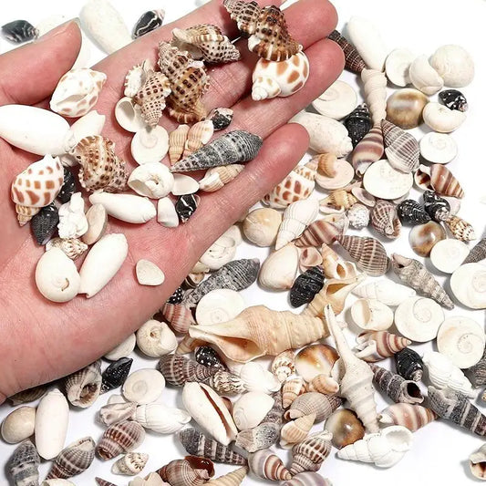 1 Box Sea Shells Spiral Shell Tiny Ocean - ProPawPet.com