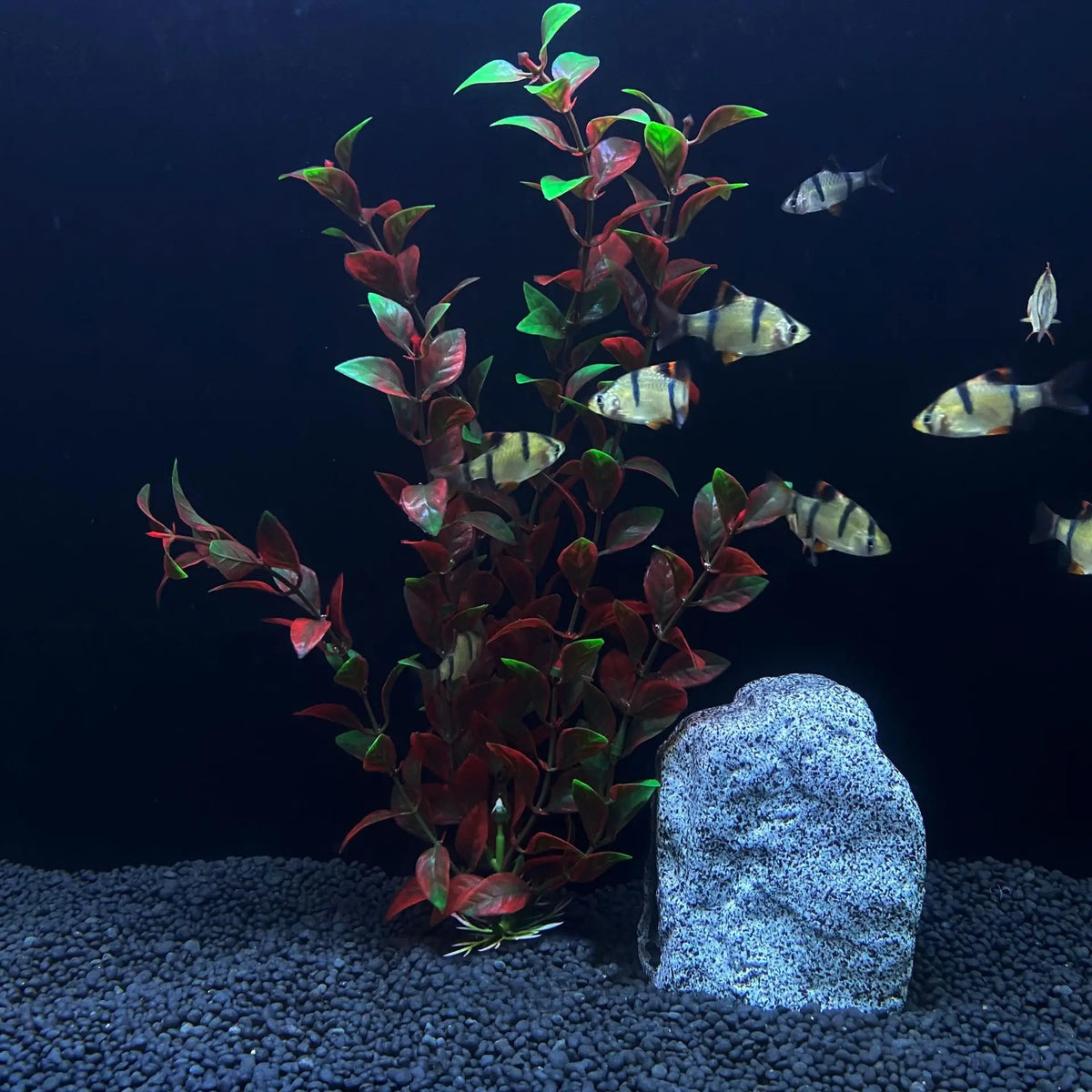 30cm High Aquarium Simulated Water Plants - ProPawPet.com