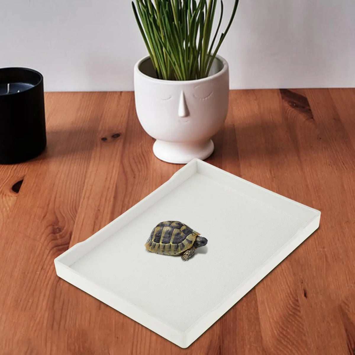 Reptile Water Bowl Terrarium Bowl Turtle - ProPawPet.com