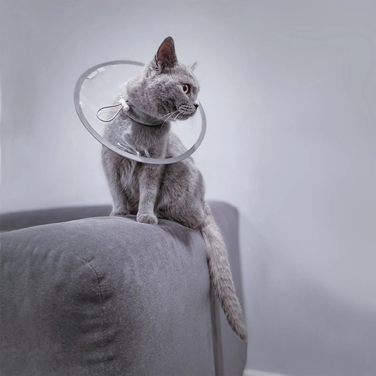 Pet Collar Transparent and Comfortable Recovery Cone – Cat Collars