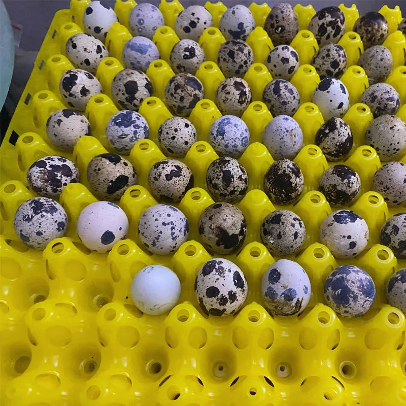 5Pcs Plastic Quail Egg Tray, Pigeon Egg - ProPawPet.com