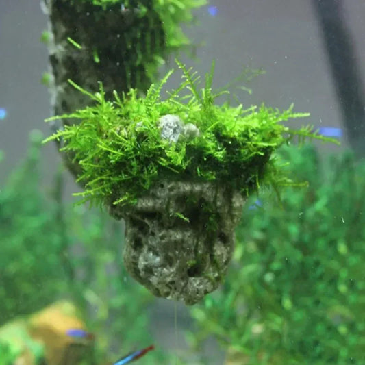 Small Size 5cm Natural Unique Shape Aquarium - ProPawPet.com