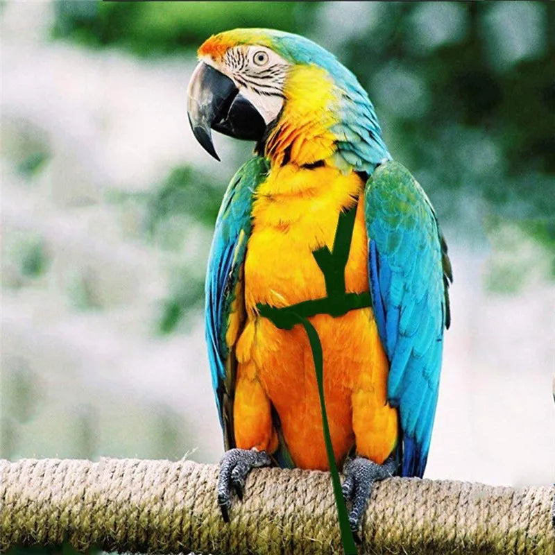 Anti-Bite Bird Harness Leash Set Parrot - ProPawPet.com