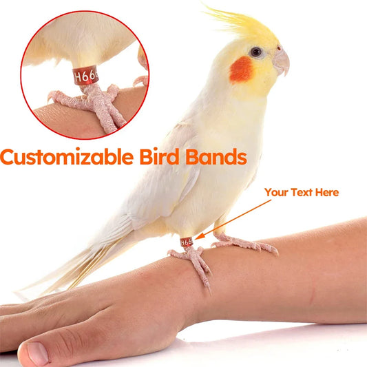 10pcs Customized Bird Rings, Durable Random - ProPawPet.com