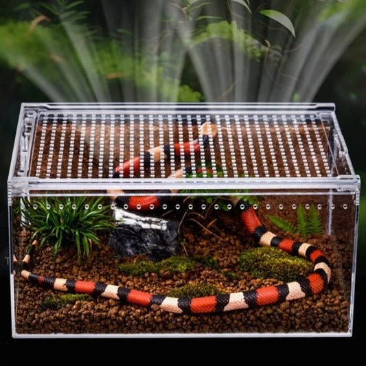 Reptiles Terrarium Lizard Gecko Snake - ProPawPet.com