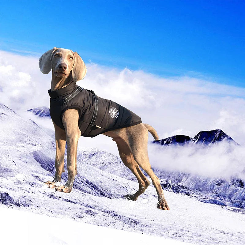 Waterproof Warm Dog Jacket Vest Winter Dog - ProPawPet.com